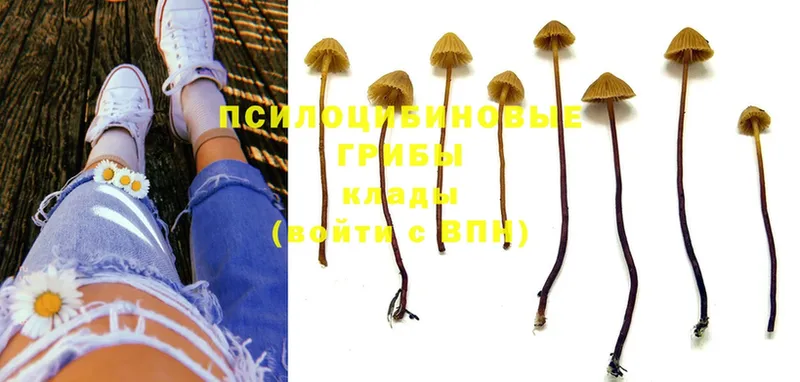 Псилоцибиновые грибы Magic Shrooms Соликамск